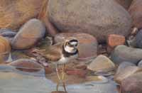 ringed plover